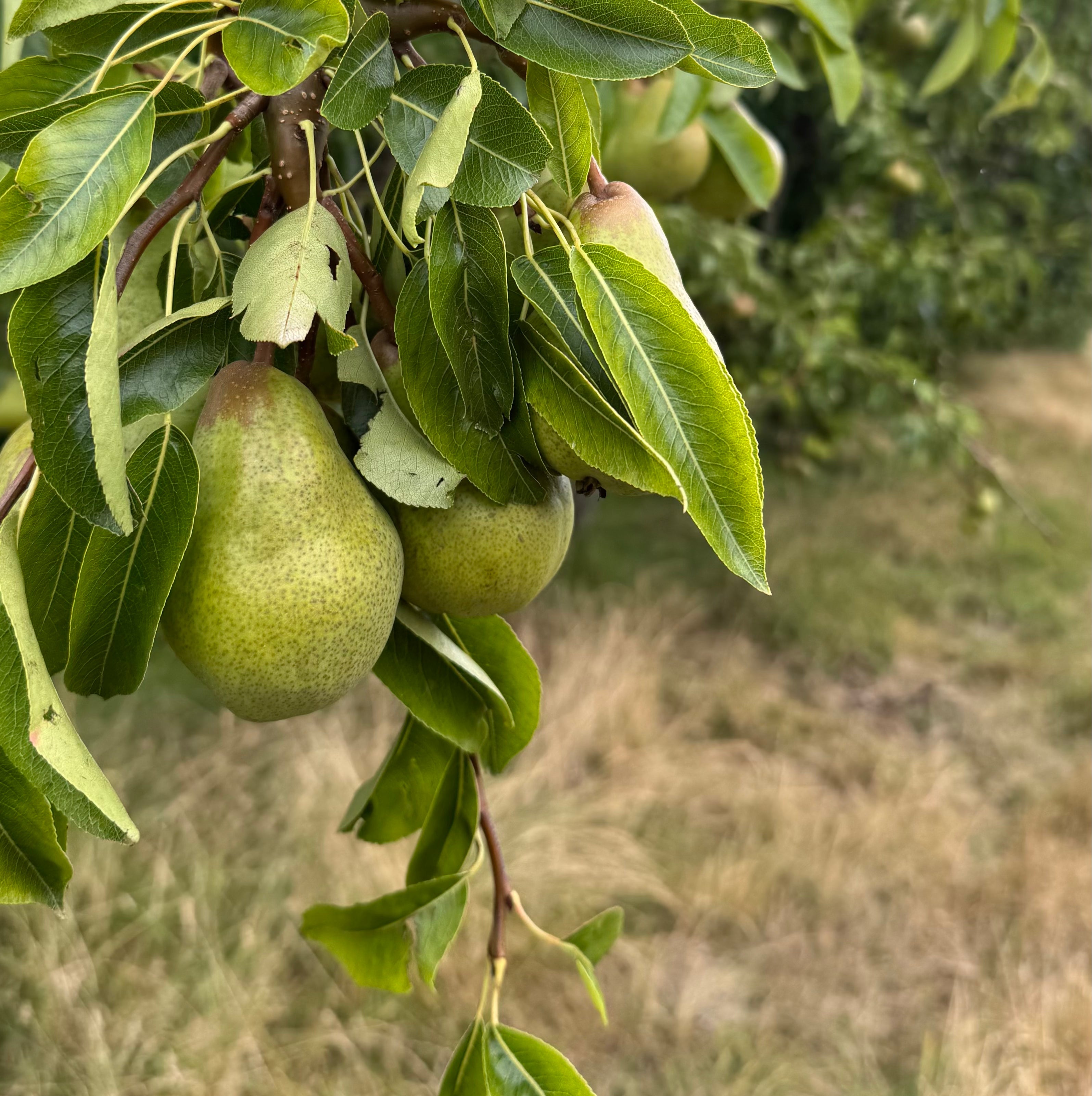 Ripe Fruit