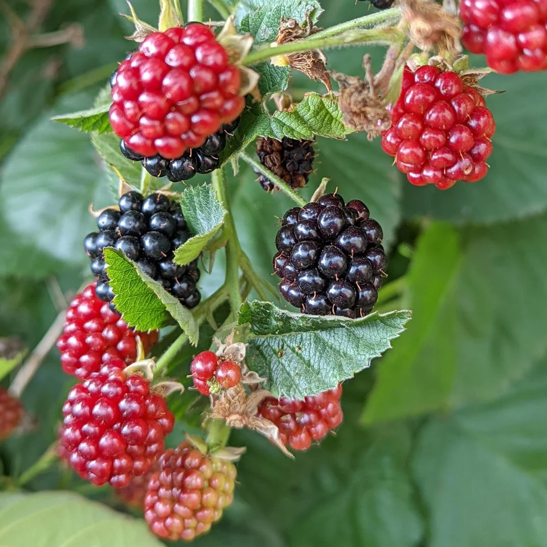 Wild Berry