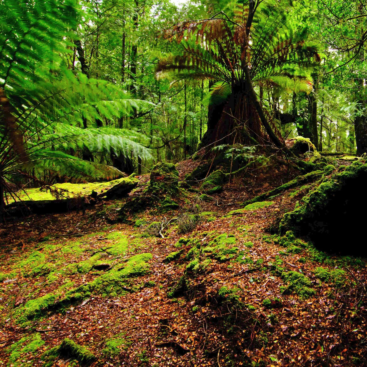 Rainforest Zest